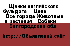 Щенки английского бульдога  › Цена ­ 60 000 - Все города Животные и растения » Собаки   . Белгородская обл.